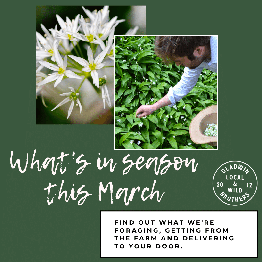 March Foraging and Produce from The Store